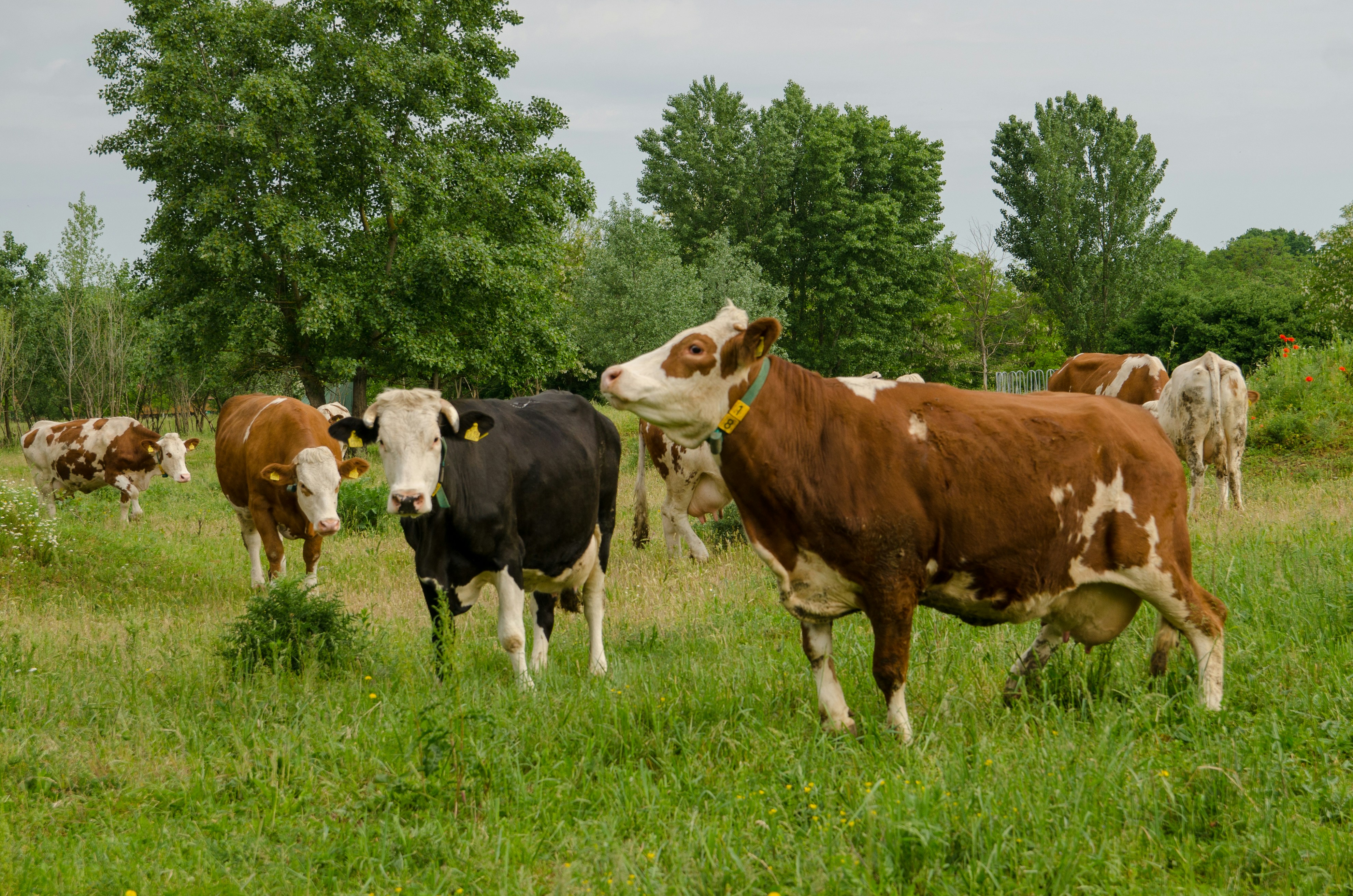 Pasture Management
